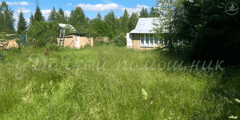 запущенный сад